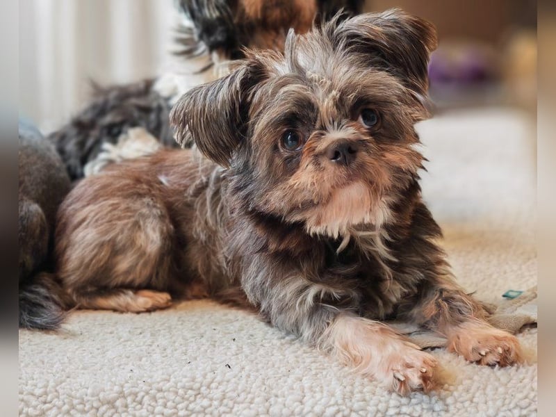Rocky Shih Tzu Mischling sucht liebevolles Zuhause