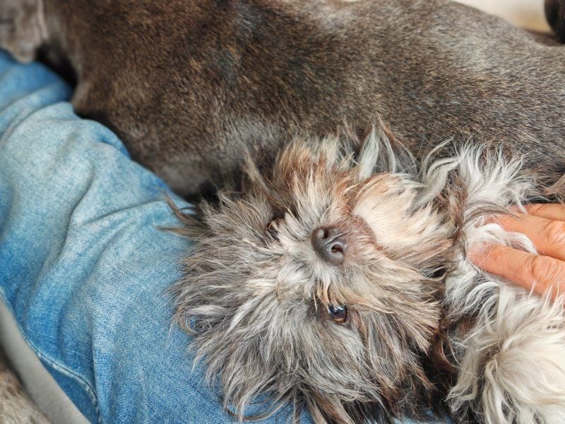 Rocky Shih Tzu Mischling sucht liebevolles Zuhause