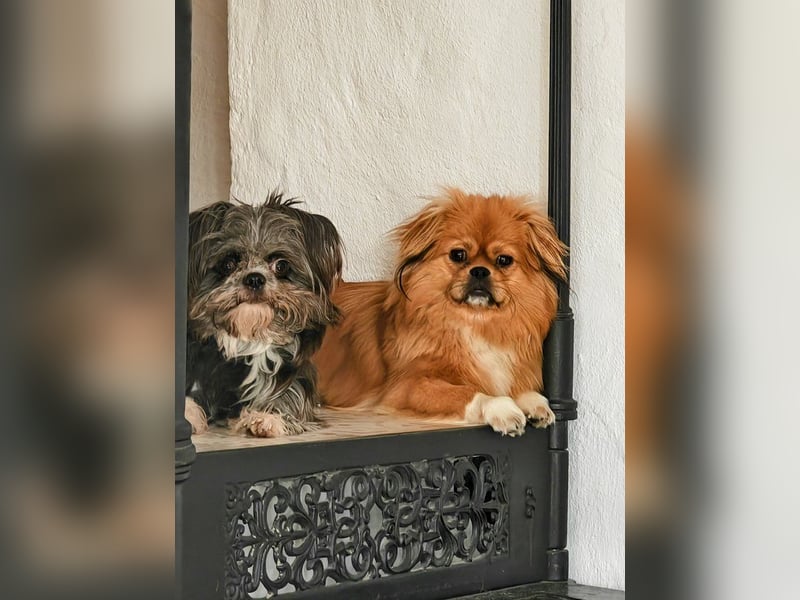 Rocky Shih Tzu Mischling sucht liebevolles Zuhause