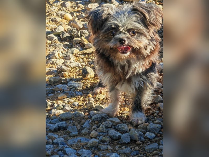 Rocky Shih Tzu Mischling sucht liebevolles Zuhause