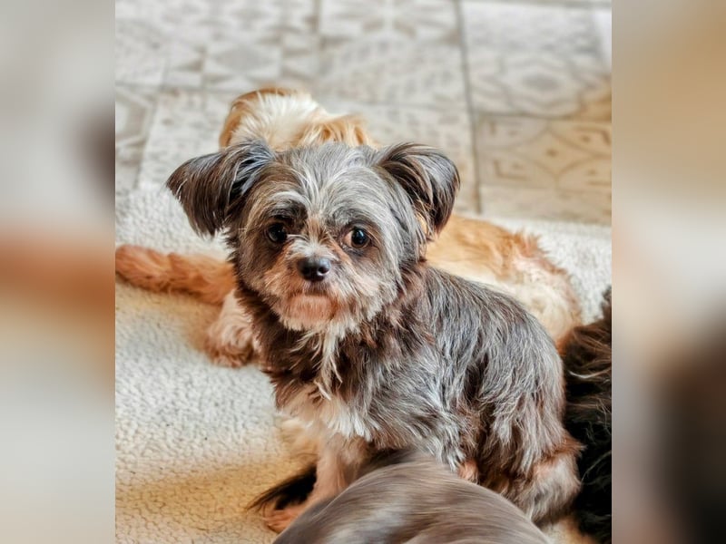 Rocky Shih Tzu Mischling sucht liebevolles Zuhause