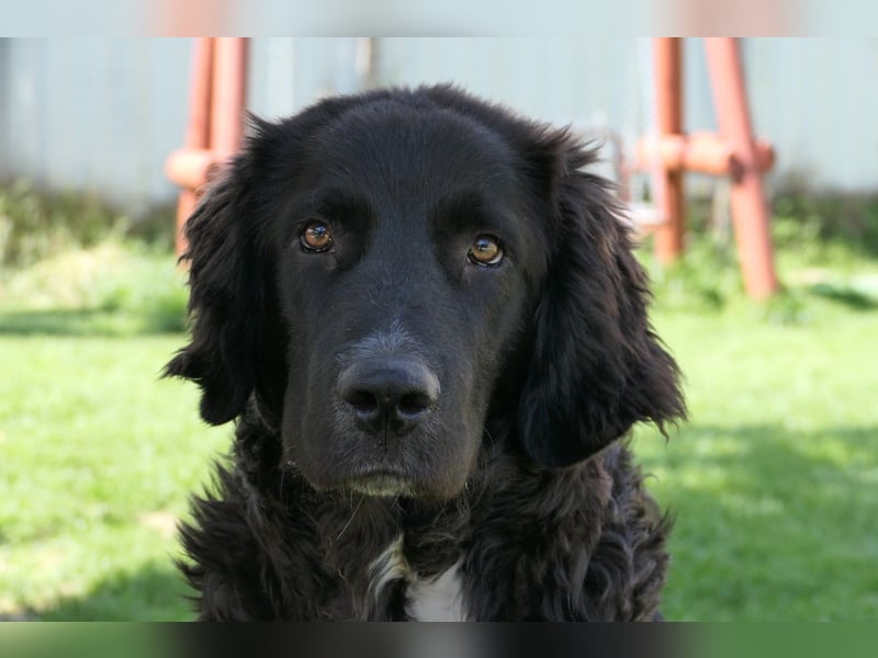 charmanter Traumhund Juhani sucht Zuneigung