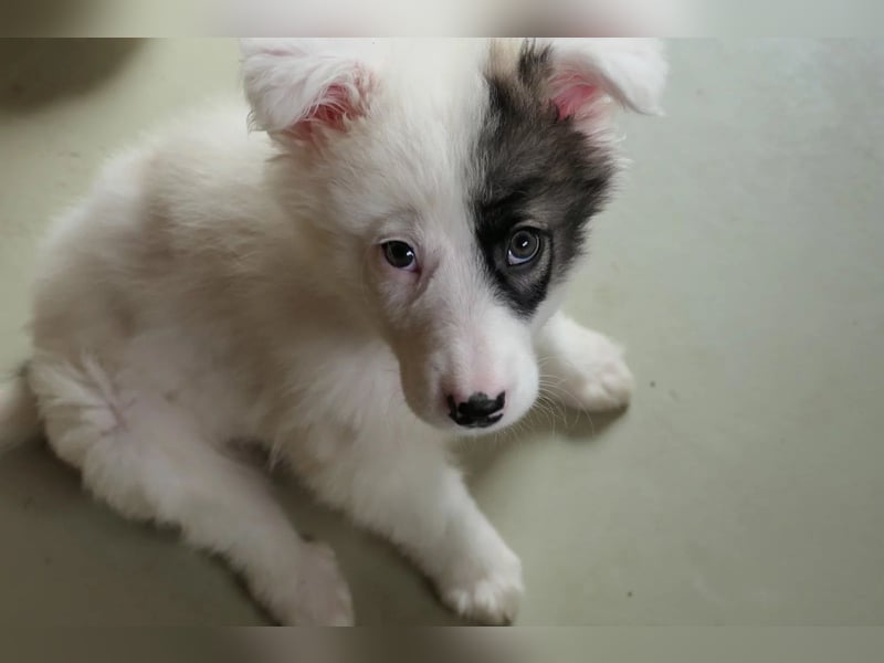 Welpe Ikarus will nicht im Tierheim aufwachsen