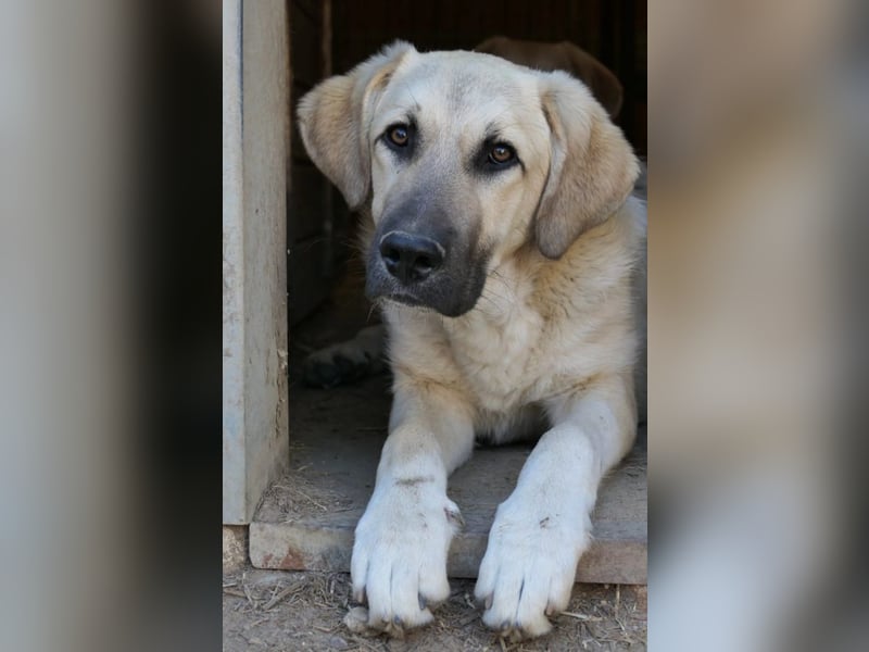 zarter Hakon will endlich das Tierheim verlassen