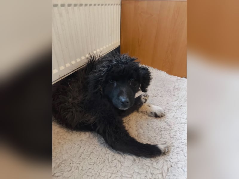 charmanter Traumhund Juhani sucht Zuneigung