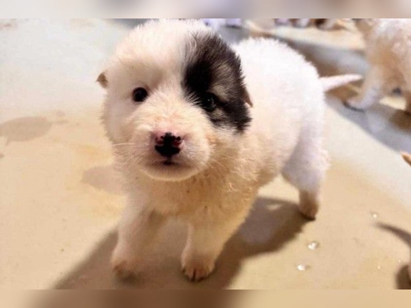 Welpe Ikarus will nicht im Tierheim aufwachsen