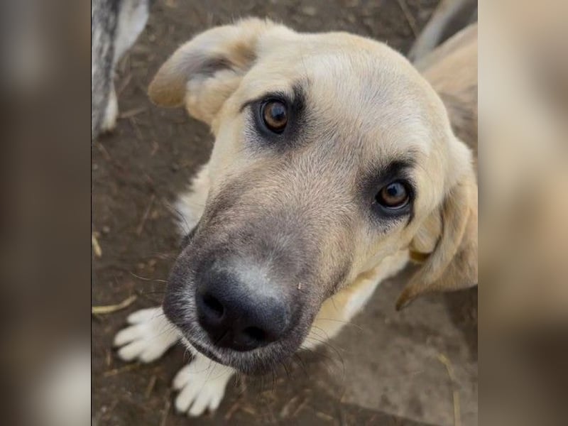 zarter Hakon will endlich das Tierheim verlassen