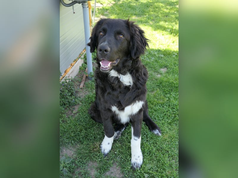 charmanter Junghund Juhani sucht sein Körbchen