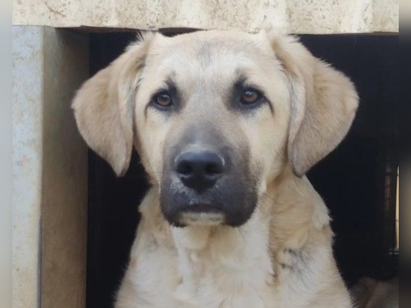 zarter Hakon will endlich das Tierheim verlassen