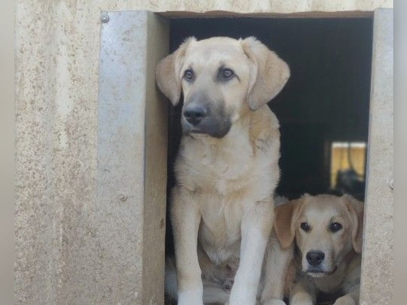 zarter Hakon will endlich das Tierheim verlassen