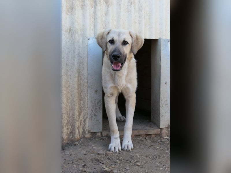 zarter Hakon will endlich das Tierheim verlassen