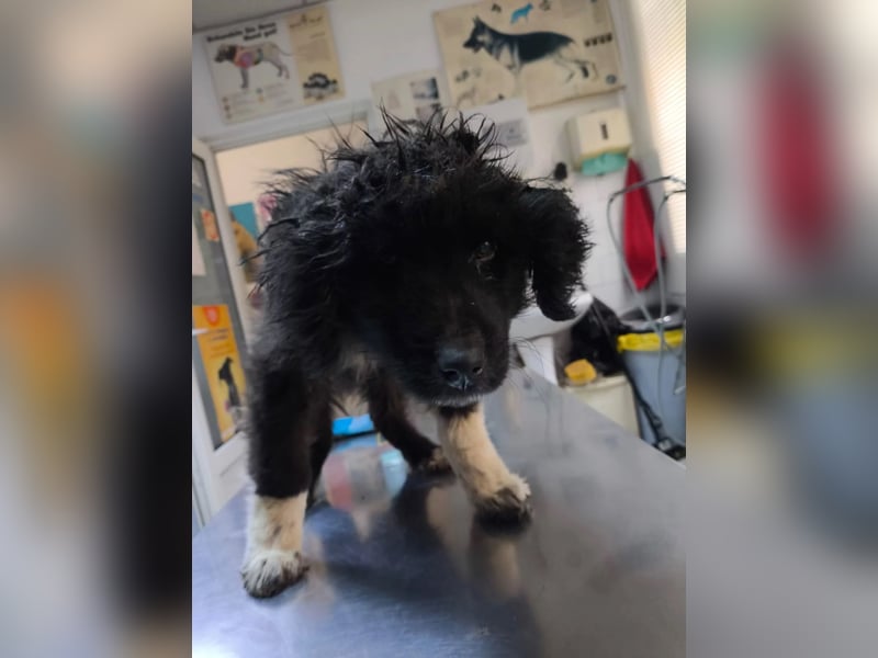 charmanter Traumhund Juhani sucht Zuneigung