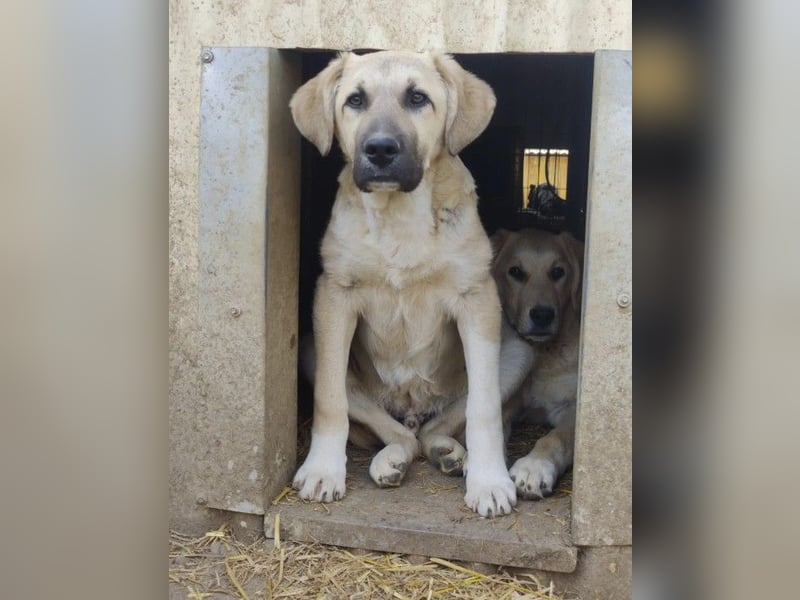 zarter Hakon will endlich das Tierheim verlassen