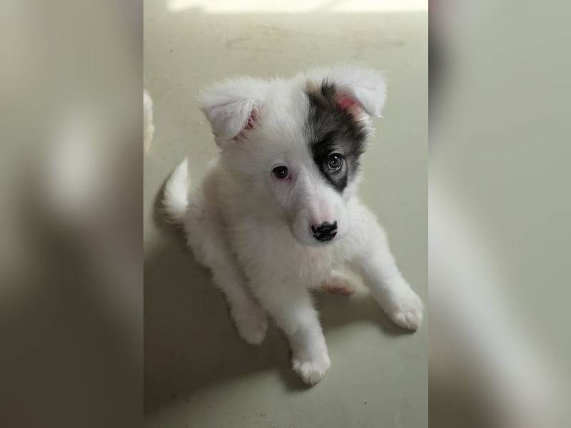 Welpe Ikarus will nicht im Tierheim aufwachsen