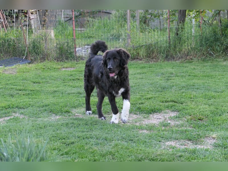 charmanter Junghund Juhani sucht sein Körbchen