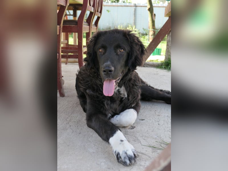 charmanter Junghund Juhani sucht sein Körbchen