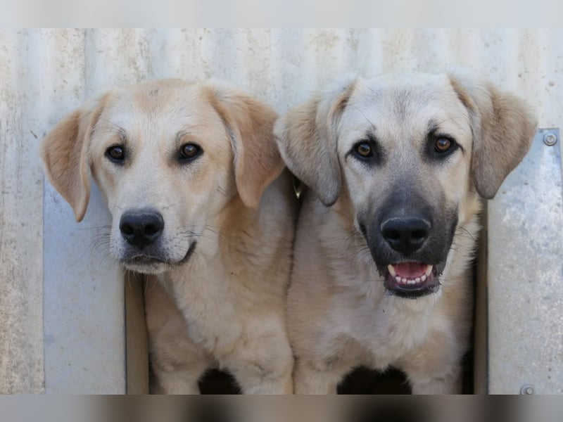 zarter Hakon will endlich das Tierheim verlassen