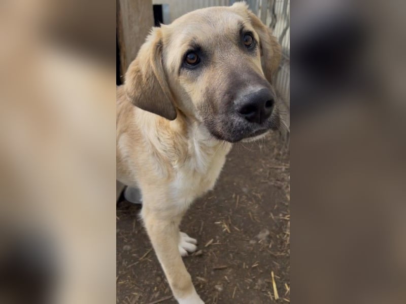 zarter Hakon will endlich das Tierheim verlassen