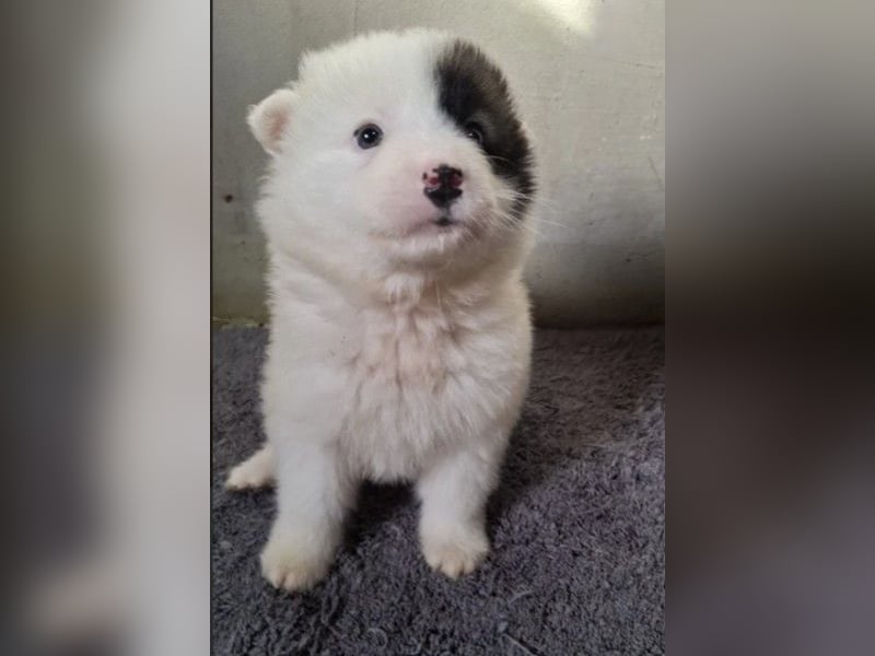 Welpe Ikarus will nicht im Tierheim aufwachsen
