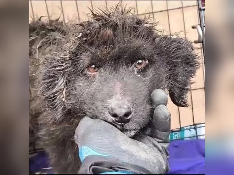 charmanter Traumhund Juhani sucht Zuneigung