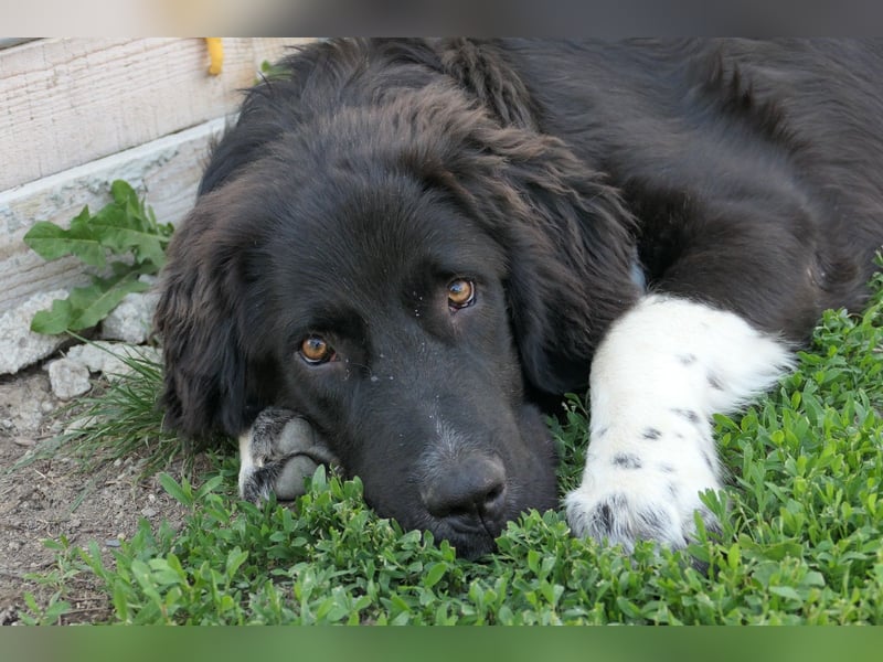 charmanter Traumhund Juhani sucht Zuneigung