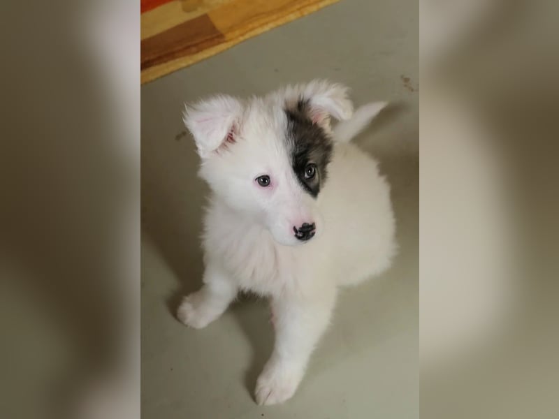 Welpe Ikarus will nicht im Tierheim aufwachsen