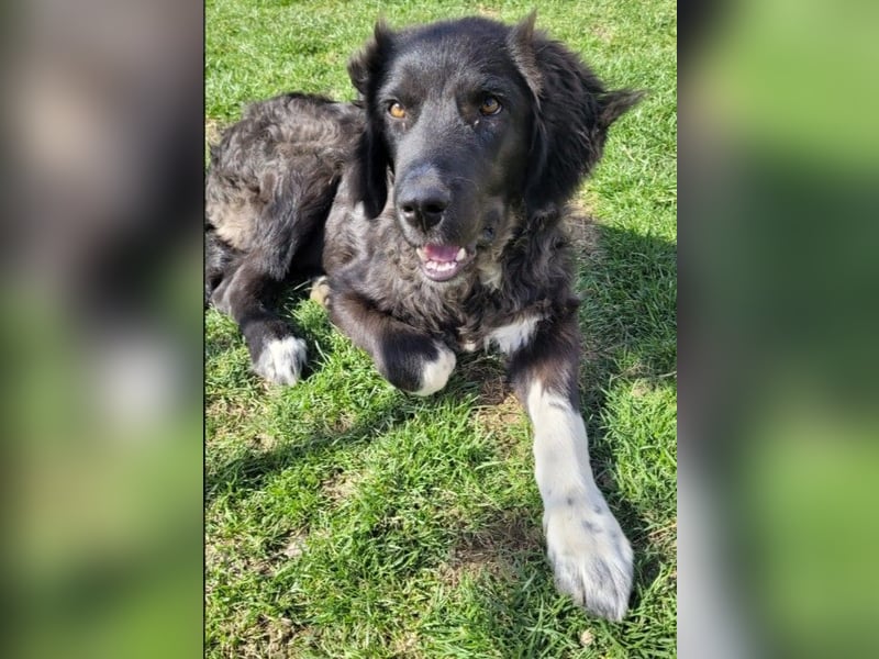 charmanter Junghund Juhani sucht sein Körbchen