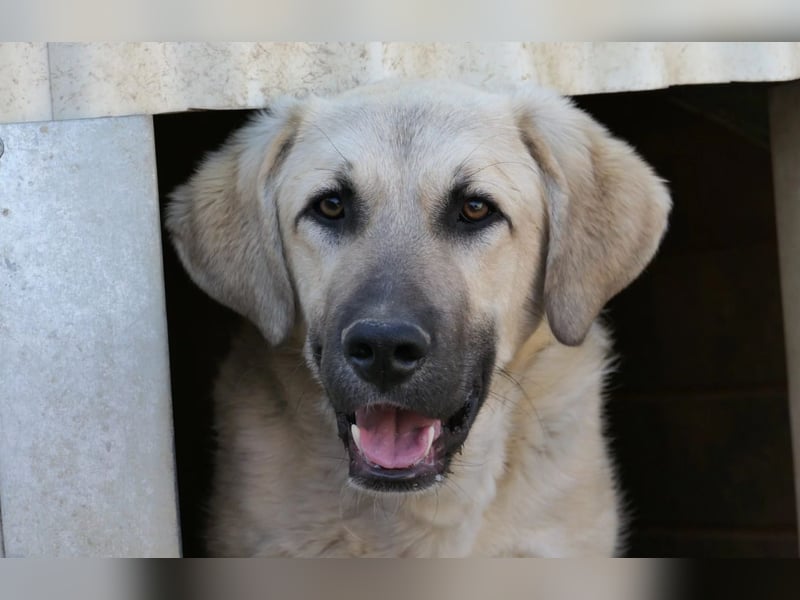 zarter Hakon will endlich das Tierheim verlassen