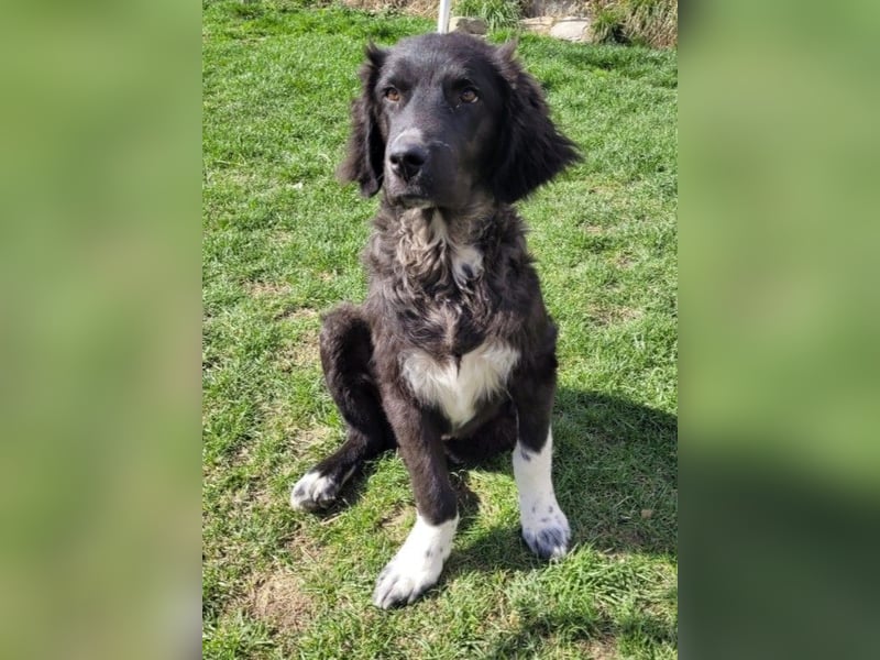 charmanter Junghund Juhani sucht sein Körbchen