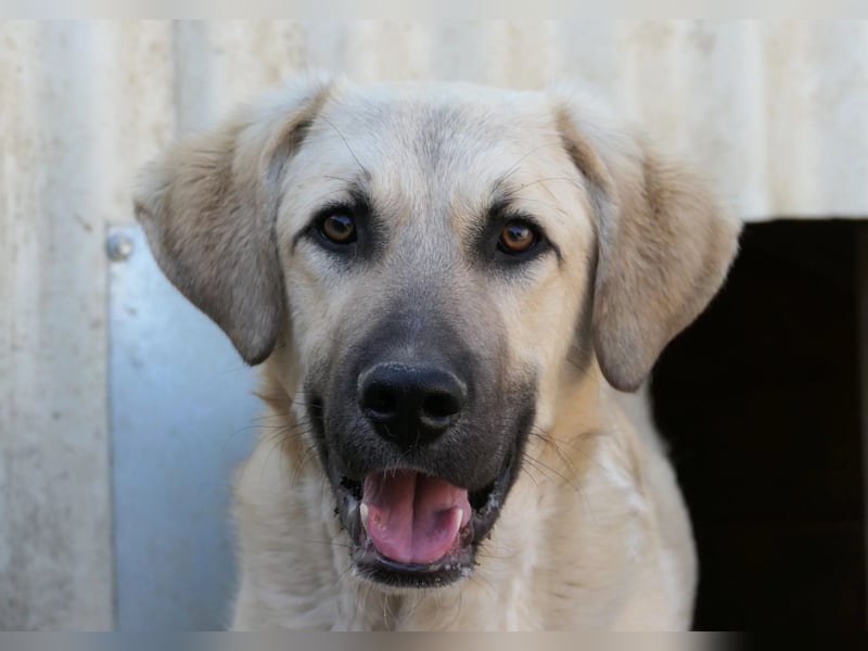 zarter Hakon will endlich das Tierheim verlassen