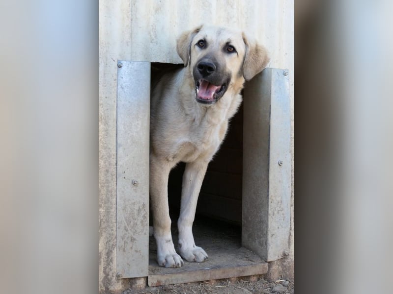 zarter Hakon will endlich das Tierheim verlassen