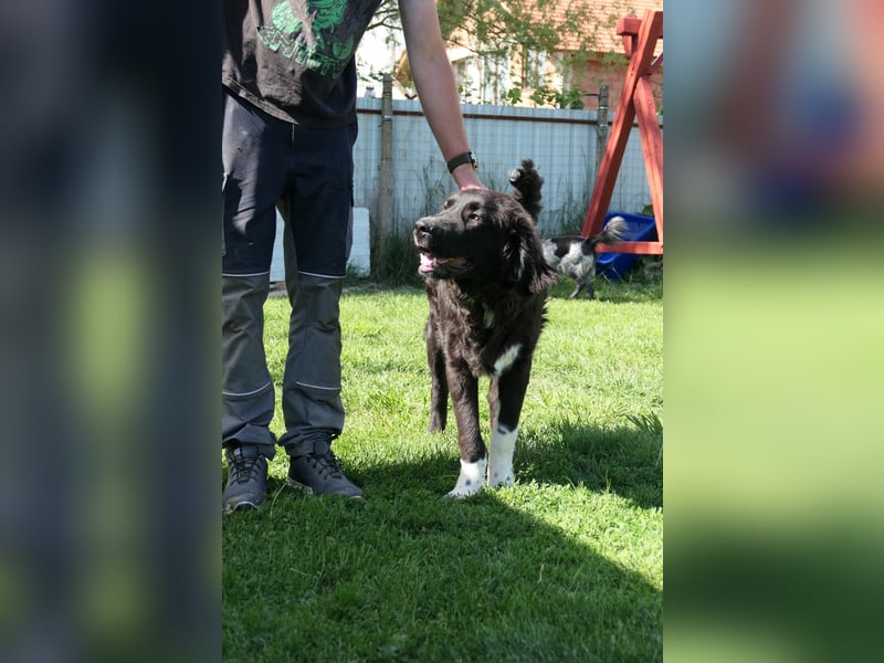 charmanter Junghund Juhani sucht sein Körbchen