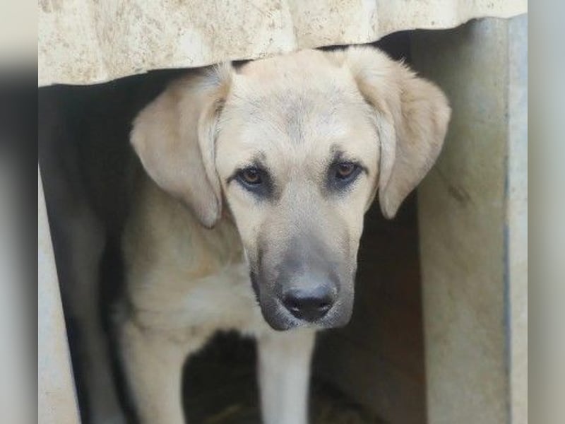 zarter Hakon will endlich das Tierheim verlassen