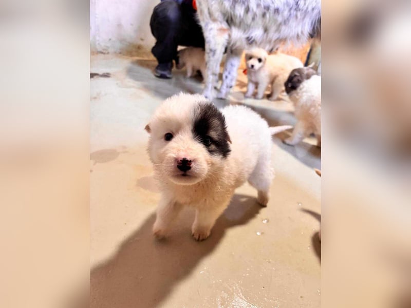 Welpe Ikarus will nicht im Tierheim aufwachsen