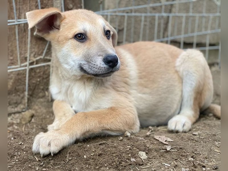 Pasco, geb. ca. 12/2024, lebt in GRIECHENLAND, im städt. Tierheim Serres