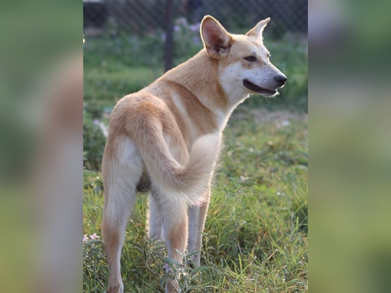 Milio, geb. ca. 09/2022, lebt in GRIECHENLAND, im städt. Tierheim Serres