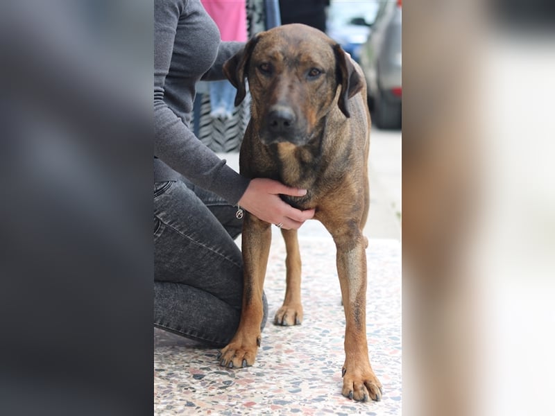 Naruto, geb. ca. 11/2019, lebt in GRIECHENLAND, auf der Straße und wird dort versorgt