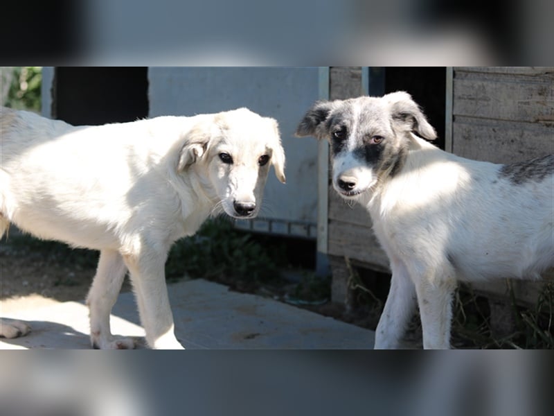 Wax, geb. ca. 04/2022, lebt in GRIECHENLAND, im städt. Tierheim Serres