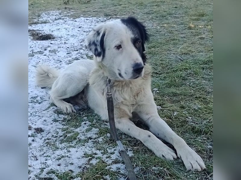 Käpt’n Blaubär, geb. ca. 01/2023, lebt bei einer Familie in 09514 Pockau, Vermittlungshilfe