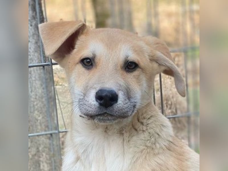 Pasco, geb. ca. 12/2024, lebt in GRIECHENLAND, im städt. Tierheim Serres