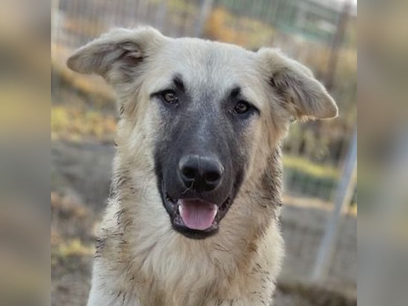 Arlo, geb. ca. 02/2023, lebt in GRIECHENLAND, im städt. Tierheim Serres