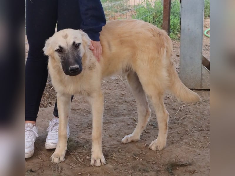 Arlo, geb. ca. 02/2023, lebt in GRIECHENLAND, im städt. Tierheim Serres