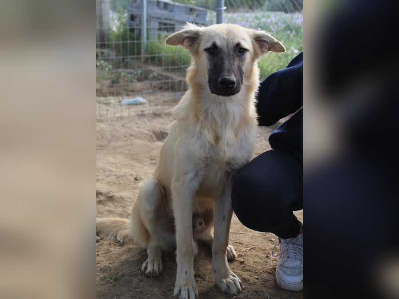 Arlo, geb. ca. 02/2023, lebt in GRIECHENLAND, im städt. Tierheim Serres