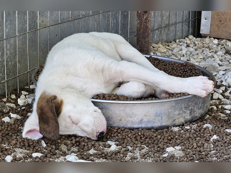 Mäx, geb. ca. 01/2024, lebt in GRIECHENLAND, im städt. Tierheim Serres