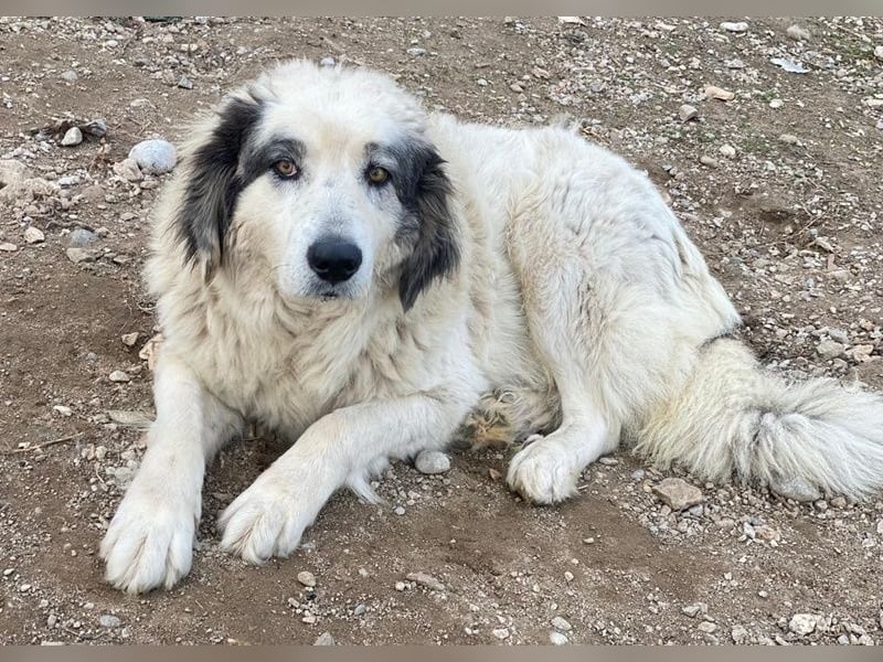 Günter, geb. ca. 09/2018, lebt in GRIECHENLAND, im städt. Tierheim Serres