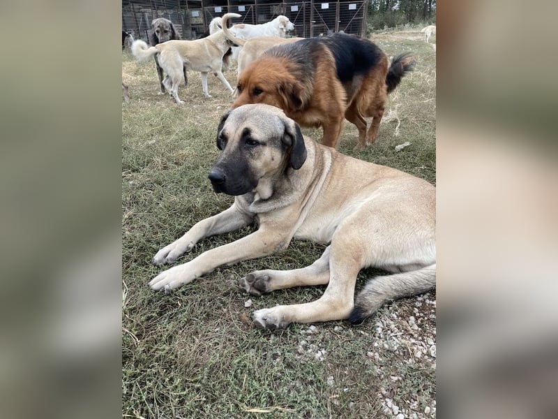Apache, geb. ca. 04/2022, lebt in GRIECHENLAND, im städt. Tierheim Serres