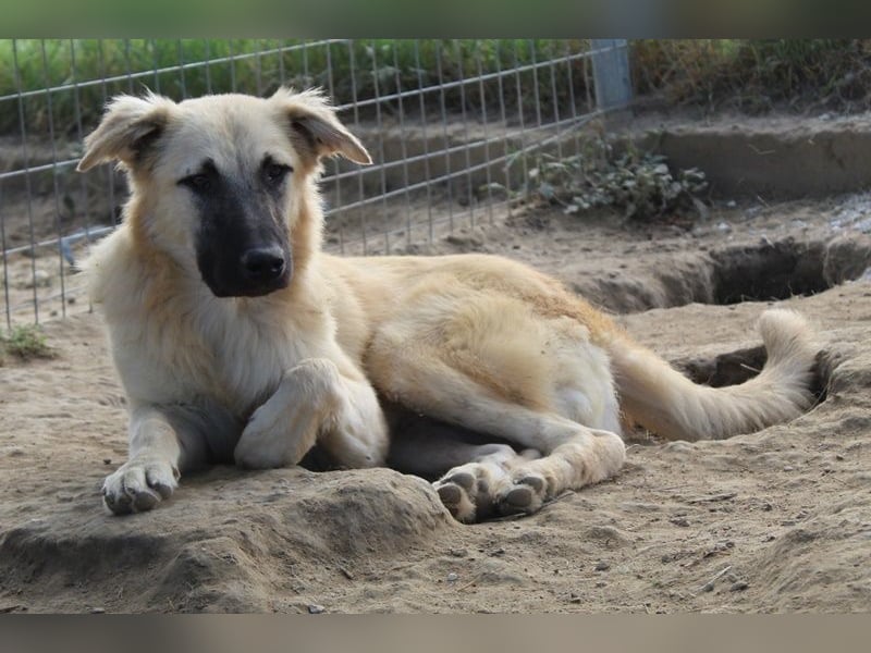 Arlo, geb. ca. 02/2023, lebt in GRIECHENLAND, im städt. Tierheim Serres