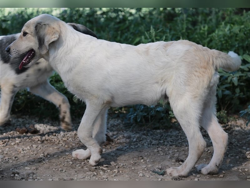 Wax, geb. ca. 04/2022, lebt in GRIECHENLAND, im städt. Tierheim Serres