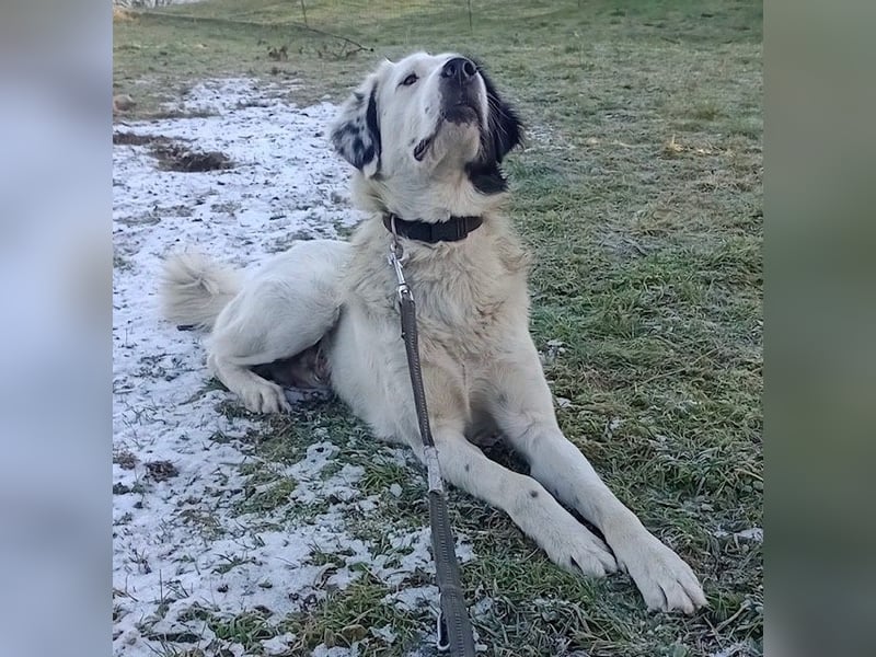 Käpt’n Blaubär, geb. ca. 01/2023, lebt bei einer Familie in 09514 Pockau, Vermittlungshilfe