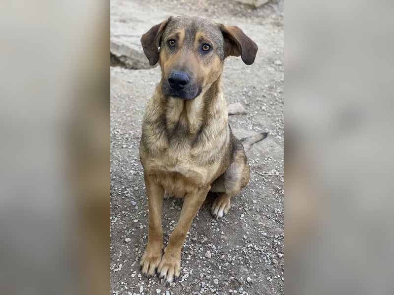 Novo, geb. ca. 04/2023, lebt in GRIECHENLAND, im städt. Tierheim Serres